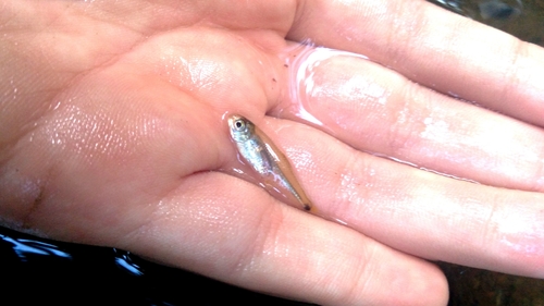 Parana Mini Tetra