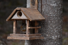 Tamiasciurus hudsonicus