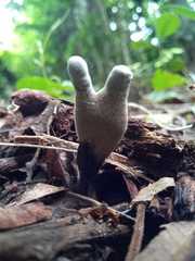 Xylaria grammica