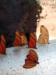 Dryas iulia alcionea