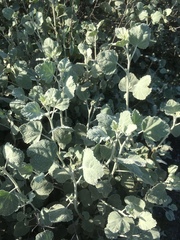 Malacothamnus abbottii