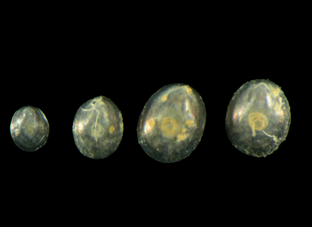 Tergomya