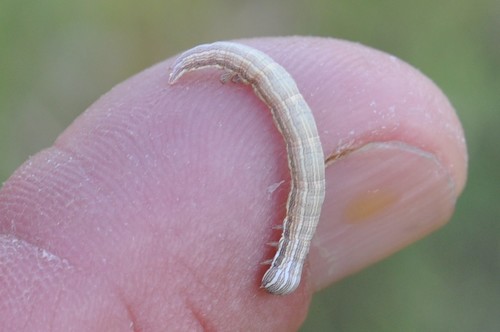 Forage Looper Moth