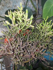 Hatiora salicornoides