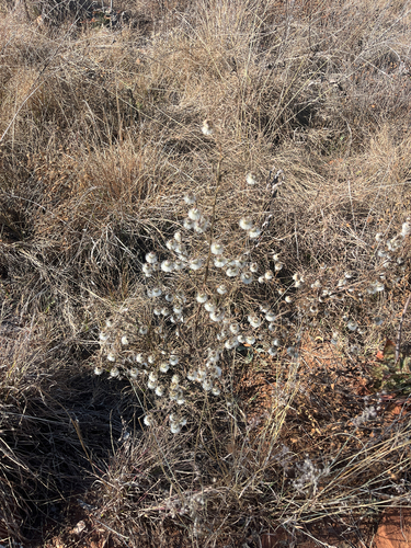 Laggera crispata, photograph 5