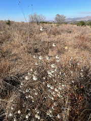 Laggera crispata, photograph (c) André Deschodt, some rights reserved (CC BY)