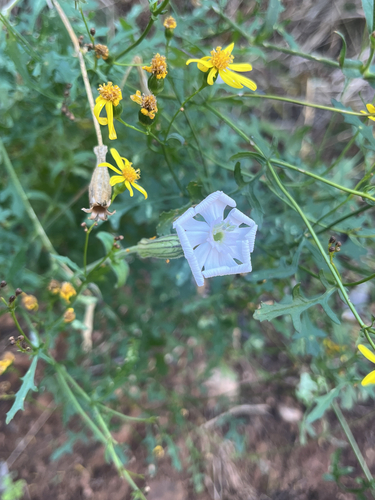 Silene undulata, photograph 6