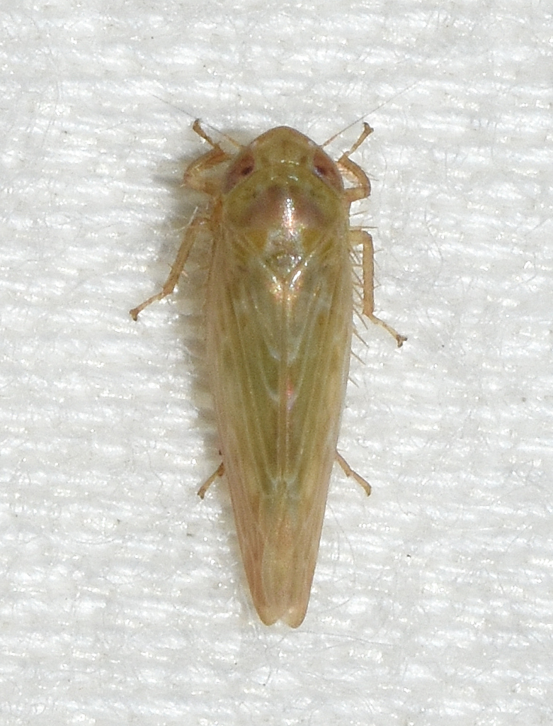 Doleranus