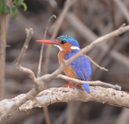 iNaturalist image