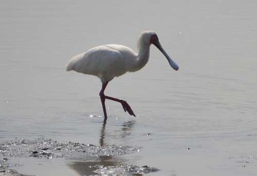 iNaturalist image