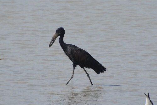 iNaturalist image
