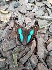 Doxocopa laurentia laurentia