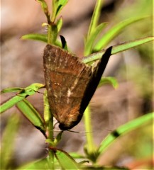 Argyrostrotis quadrifilaris