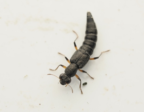 Stenus cicindeloides observed 2026-07-15