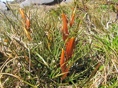 Aciphylla pinnatifida