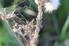 Capitophorus elaeagni