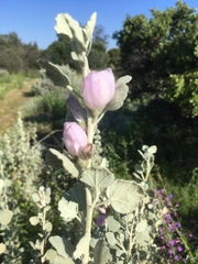 Malacothamnus jonesii