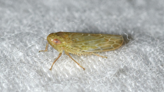 Doleranus longulus