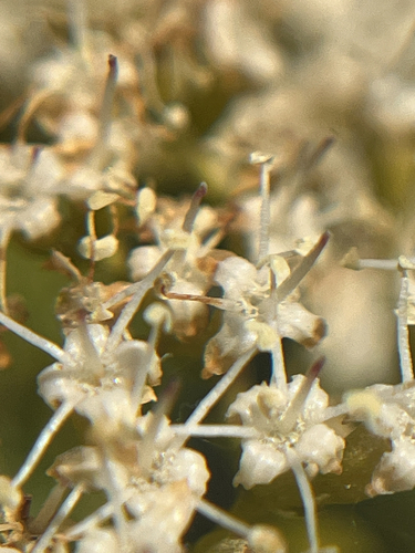 Nuxia congesta, photograph 3