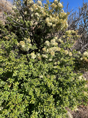 Nuxia congesta