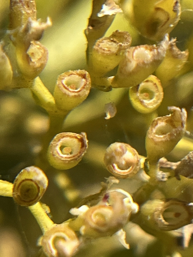 Nuxia congesta, photograph 6