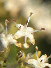 Nuxia congesta, photograph (c) André Deschodt, some rights reserved (CC BY)