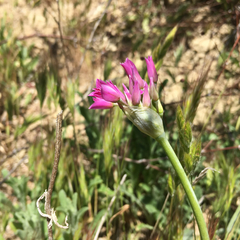 Allium crispum