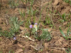 Anthocharis julia stella