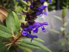 Salvia corrugata