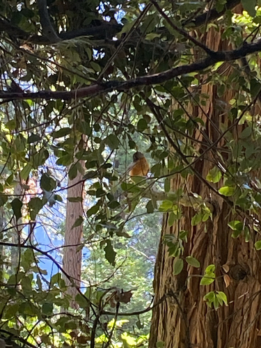 iNaturalist observation photo of American Robin