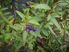 Salvia corrugata