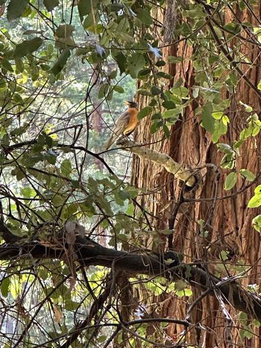 iNaturalist observation photo of American Robin
