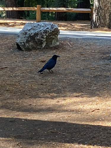 iNaturalist observation photo of Common Raven