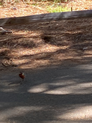 iNaturalist observation photo of American Robin
