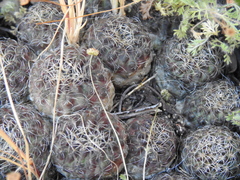 Rebutia