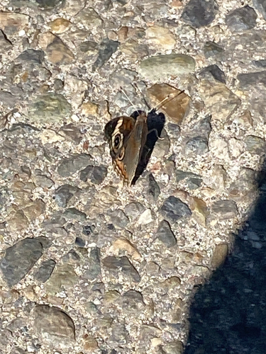 iNaturalist observation photo of Gray Buckeye