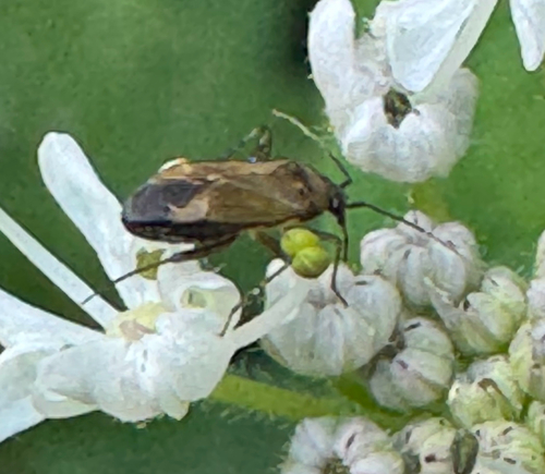 Common Nettle Flower Bug photo 3
