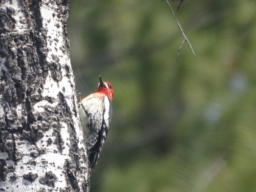 iNaturalist observation photo of Red-breasted Sapsucker