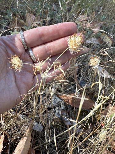 Trifolium willdenovii observed 2026-07-15