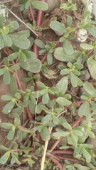 Portulaca oleracea
