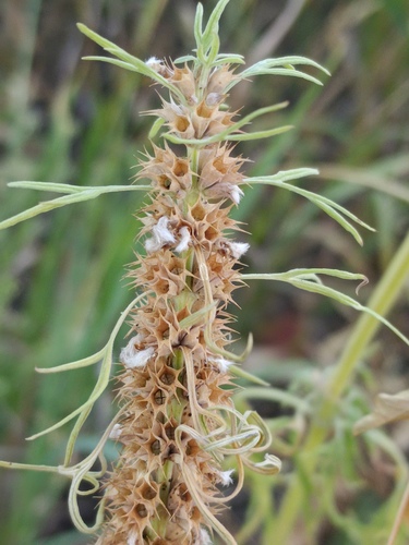 Leonurus glaucescens, photograph 3