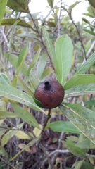 Ixoroideae