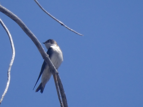 iNaturalist observation photo of Tree Swallow