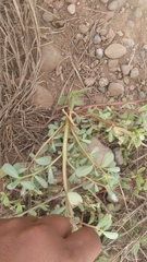 Portulaca oleracea