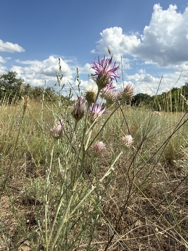 Jurinea polyclonos, photograph 3