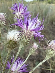 Jurinea polyclonos, photograph (c) Stanislav Murashkin, some rights reserved (CC BY)