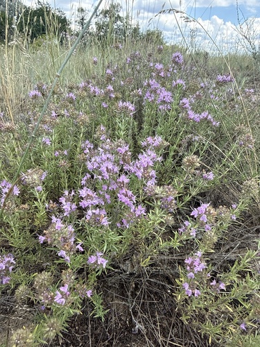Thymus pallasianus, photograph 6