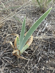 Iris pumila, photograph (c) Stanislav Murashkin, some rights reserved (CC BY)