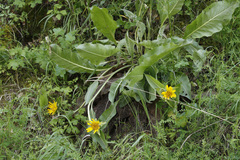 Wyethia angustifolia
