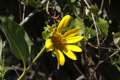 Wyethia angustifolia